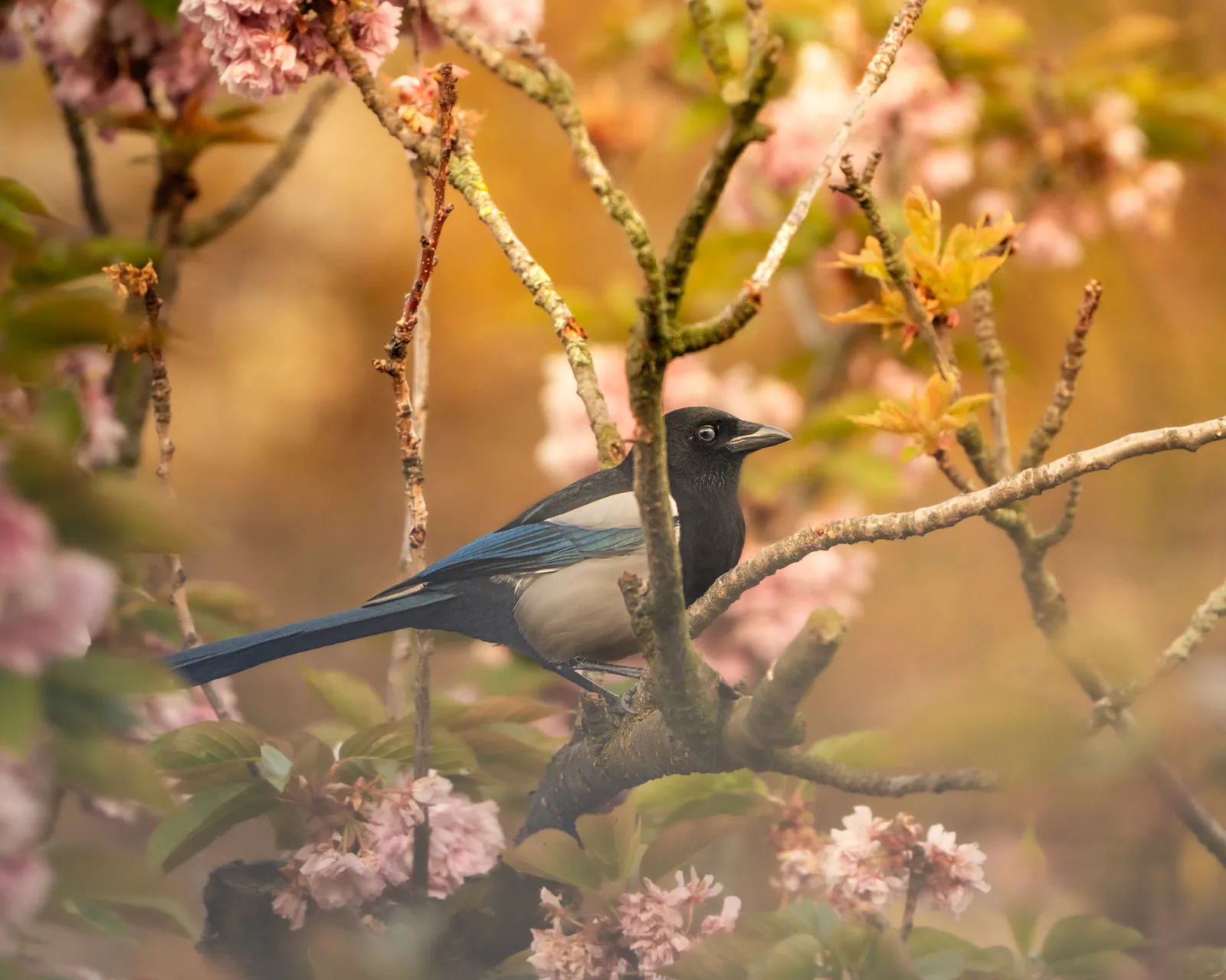 Vogelfotografie aus Lissi Savins naturnahem Garten